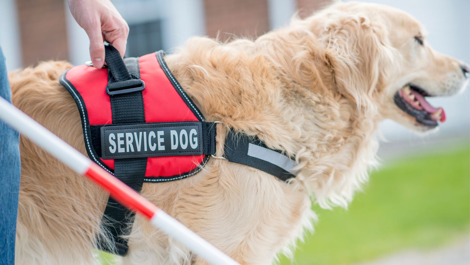 Service Dog with Harness